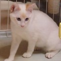 人が大好き  白猫 しとちゃん♡