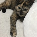 しとちゃんの 姉妹の おりちゃん 綺麗なサビ猫