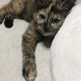 しとちゃんの 姉妹の おりちゃん 綺麗なサビ猫