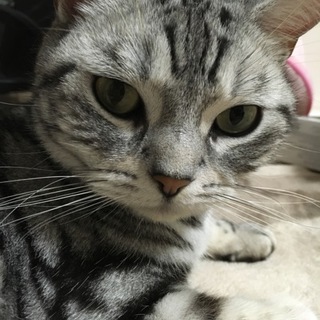 人懐っこいアメリカンショートヘアです。