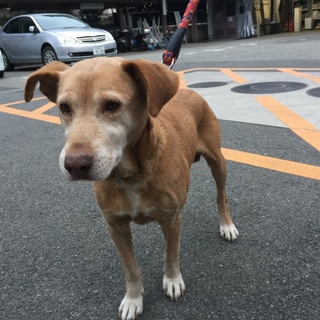 授乳し終わって捨てられたMIX犬の母犬