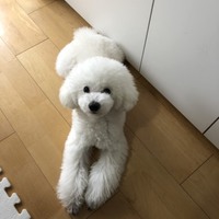 ゴルシ