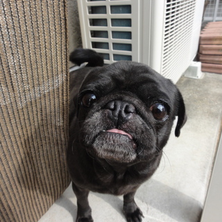 ふっくら黒パグ６歳女の子