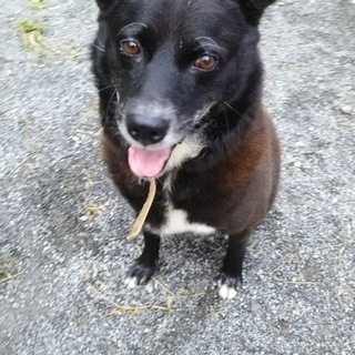 力強いけど甘えん坊　雑種　ココアくん