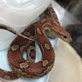 コーンスネーク♀