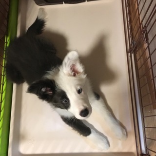 急募 ボーダーコリー 血統書付き 生後3ヶ月