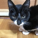 里親さん募集、可愛い2匹の兄弟です。