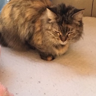 ノルジャン4歳メス