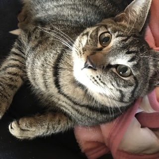 ☆ゴロゴロキジ猫☆スリスリ男子☆仮名さらら☆