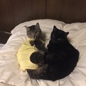黒猫メメちゃん