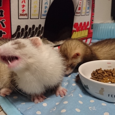 食べる時のガッつき方がすごいろう。と、ゴン。