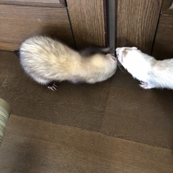 また脱走しようとしてる