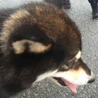 とこ