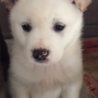 ♡７７  里親さん募集です(^^)