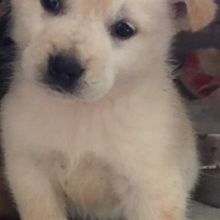 ♡７８  里親さん募集です(^^)