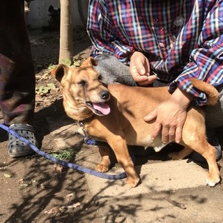 ジャックラッセルテリアミックスの男の子