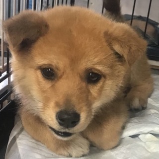 Ｉ♡９８  里親さん募集です(^^)