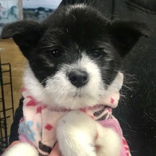 Ｉ♡１００  里親さん募集です(^^)