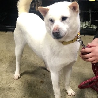 Ｉ♡１０７  里親さん募集です(^^)