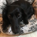 真っ黒のダックス       ラブリちゃん