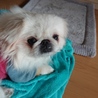 ペキニーズ サムネイル2
