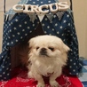 ペキニーズ サムネイル3