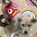 Ｉ♡１５里親さん募集です^ ^