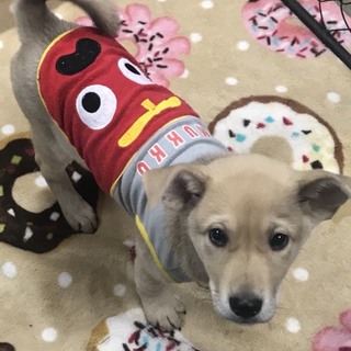 Ｉ♡１５里親さん募集です^ ^