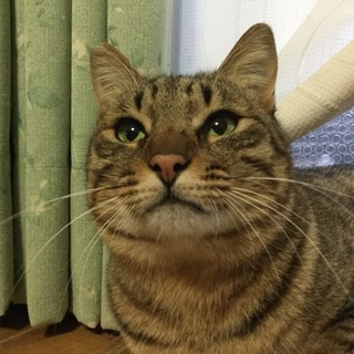ゴロゴロスリスリキジトラくん