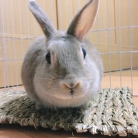 ひめ
