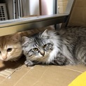 オレンジ色と灰色のふあふあ兄弟ちゃん♫