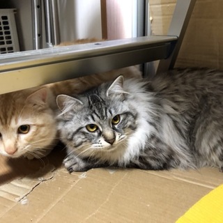 オレンジ色と灰色のふあふあ兄弟ちゃん♫