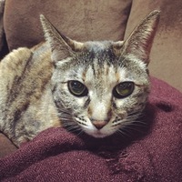 ちょこ