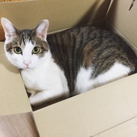 ラテ
