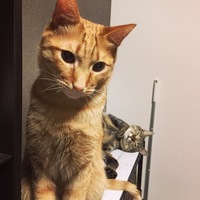 チャイ