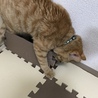 剥がさないでーΣ(´□｀;)
