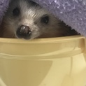 ハリネズミ ♂ 2歳