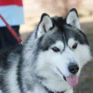 フレンドリーなハスキー