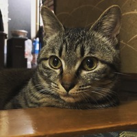 こつぶ