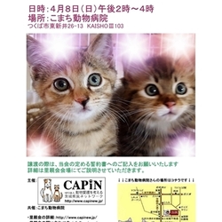 CAPIN ねこ里親会inつくば