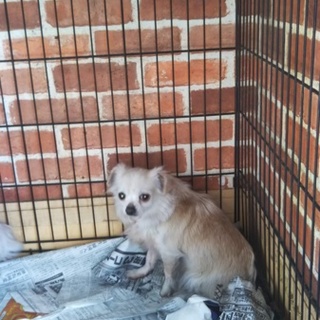 繁殖リタイア犬ロングコートチワワ