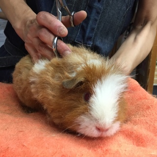 テッセルモルモット 里親募集