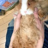 テッセルモルモット 里親募集 サムネイル2