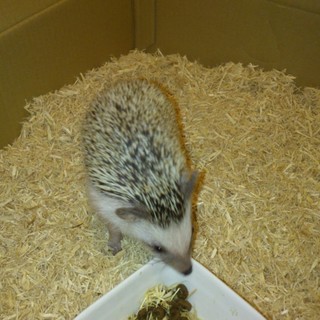 2017/12/2生まれハリネズミ(逐次対応中)