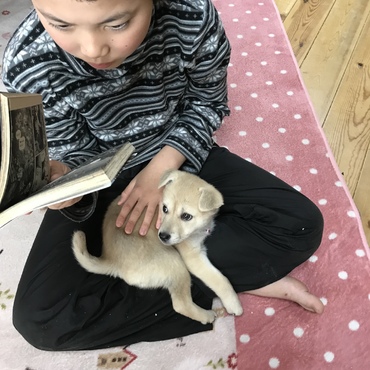 犬が少し苦手だったはずの息子も、膝に座り甘える きなこにメロメロ。漫画を一緒に読む仲に。