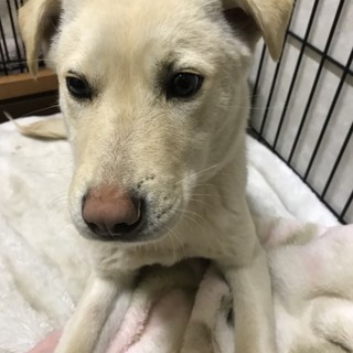 交渉中