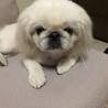 マイペースな癒し系ペキニーズ サムネイル2