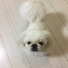 マイペースな癒し系ペキニーズ サムネイル4