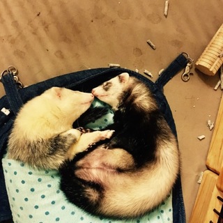 フェレット里親募集 2匹