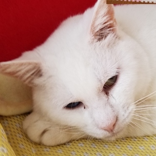 オッドアイの真っ白なメス猫(野良猫から今は家猫)